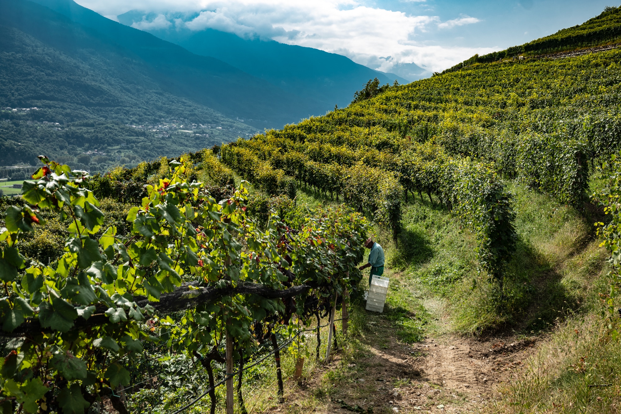 アルプス近くの畑